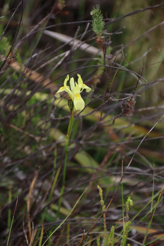 Image of Moraea neglecta by (c) Tony Rebelo, some rights reserved (CC BY-SA)