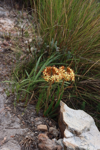 Image of Dilatris viscosa by (c) Tony Rebelo, some rights reserved (CC BY-SA)