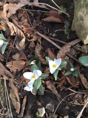 Trillium nivale