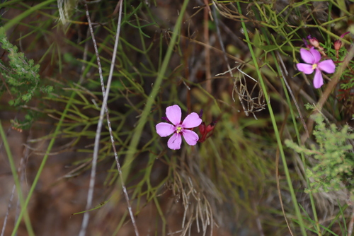 Image of Erics Sundew (Drosera ericgreenii) by (c) Tony Rebelo, some rights reserved (CC BY-SA)