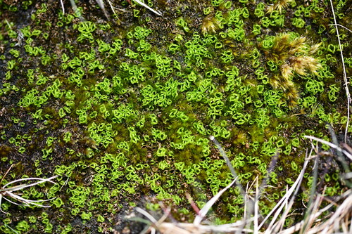 Jensenia difformis