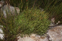 Coleonema juniperinum