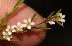 Coleonema juniperinum