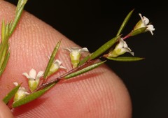 Coleonema juniperinum