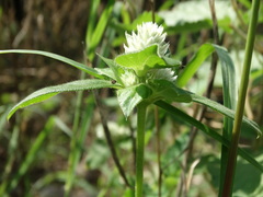 Gomphrena globosa