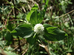 Gomphrena globosa