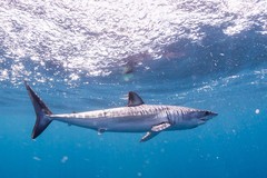 Shortfin Mako photo 4