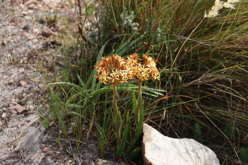 Image of Dilatris viscosa by (c) Tony Rebelo, some rights reserved (CC BY-SA)