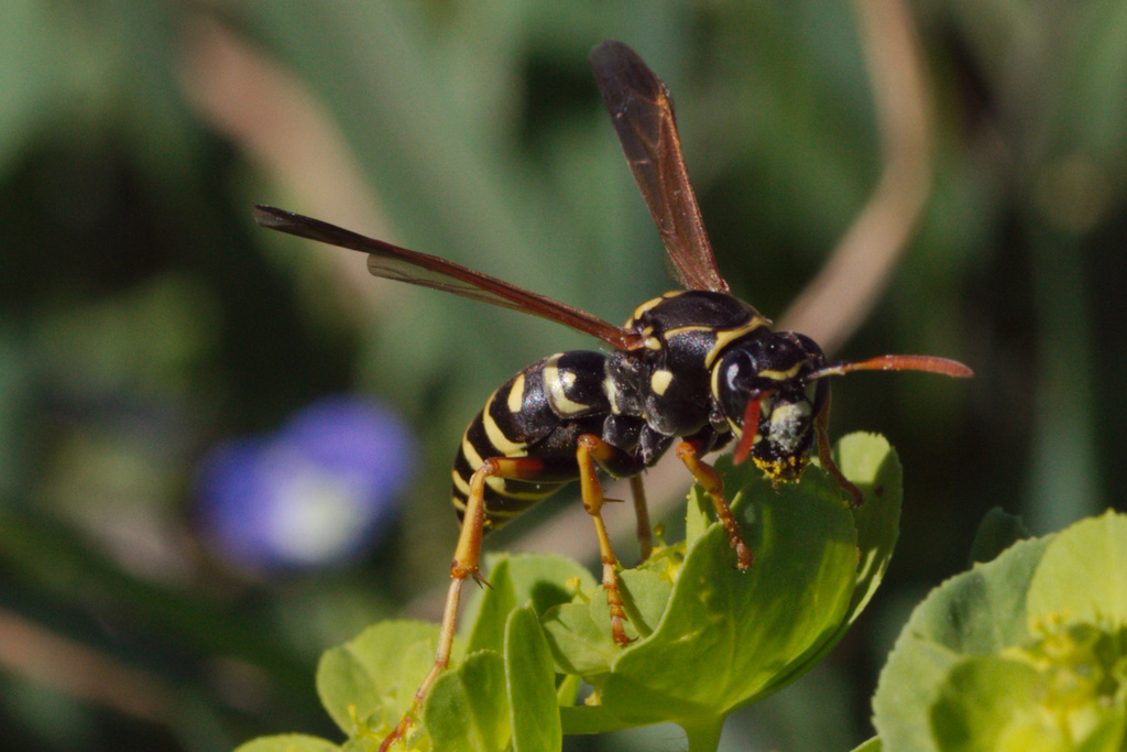 Polistes nimpha