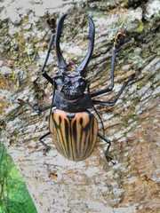 Macrodontia dejeani