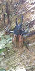 Macrodontia dejeani