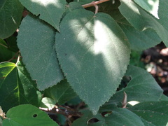 Helicteres baruensis