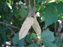 Helicteres baruensis