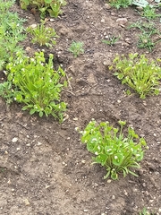 Claytonia parviflora