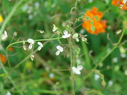Sonoran ticktrefoil (Desmodium scopulorum)