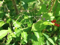 Desmodium scopulorum