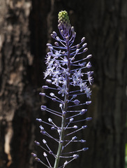 Scilla hyacinthoides