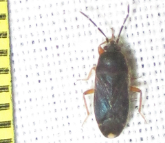 Lanchnophorus flavus