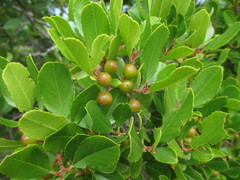 Rhamnus pirifolia