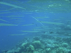 Platybelone argalus