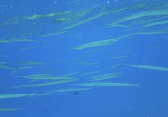 Platybelone argalus