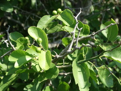 Sarcomphalus amole