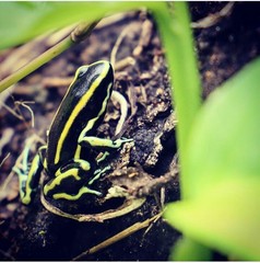 Dendrobates truncatus