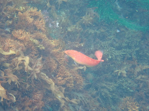 Tristan da Cunha rainbow wrasse