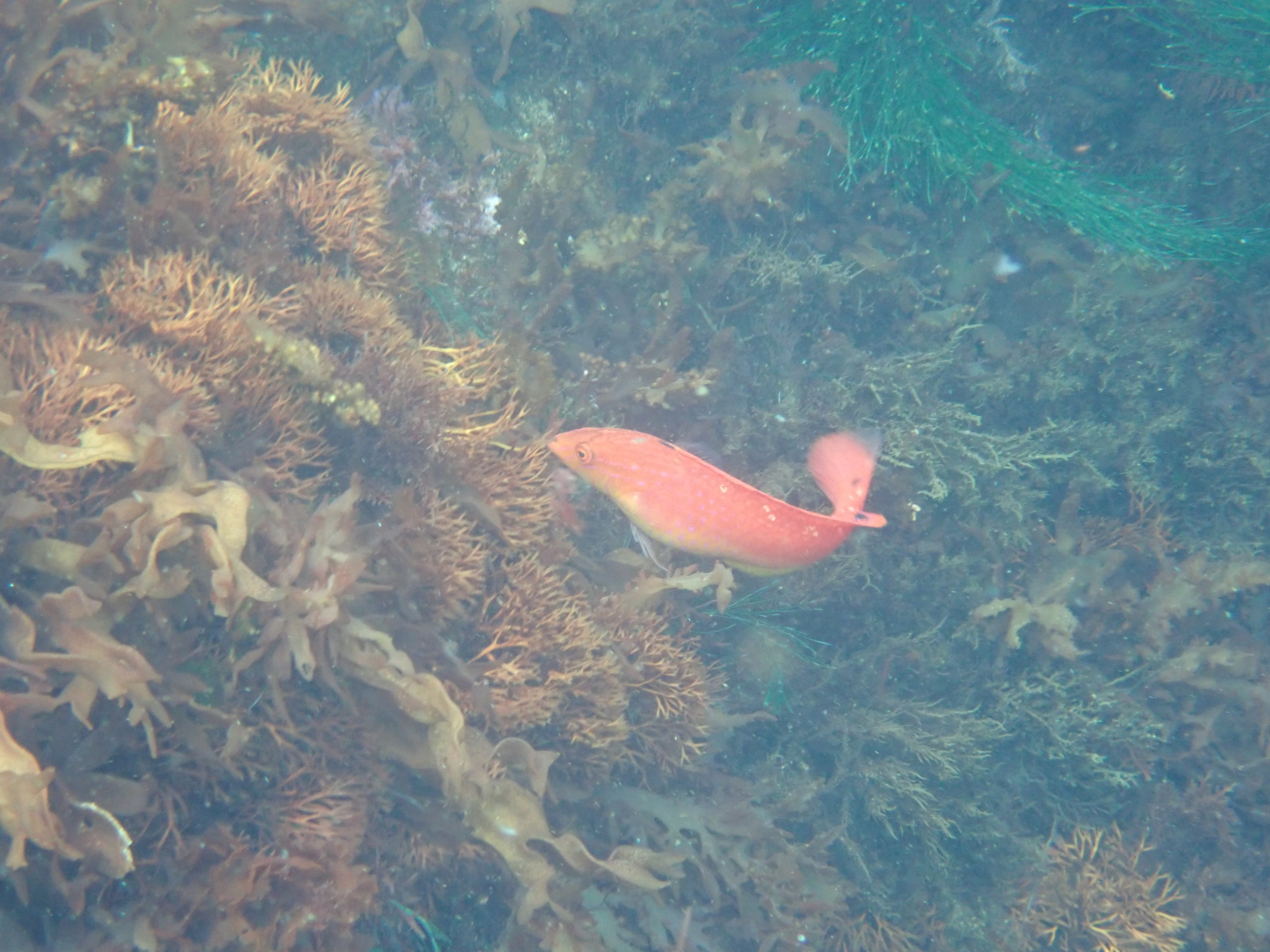 Tristan Da Cunha Rainbow Wrasse photo 3