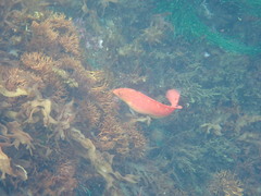 Tristan Da Cunha Rainbow Wrasse photo 2