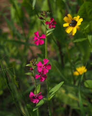 Silene palaestina