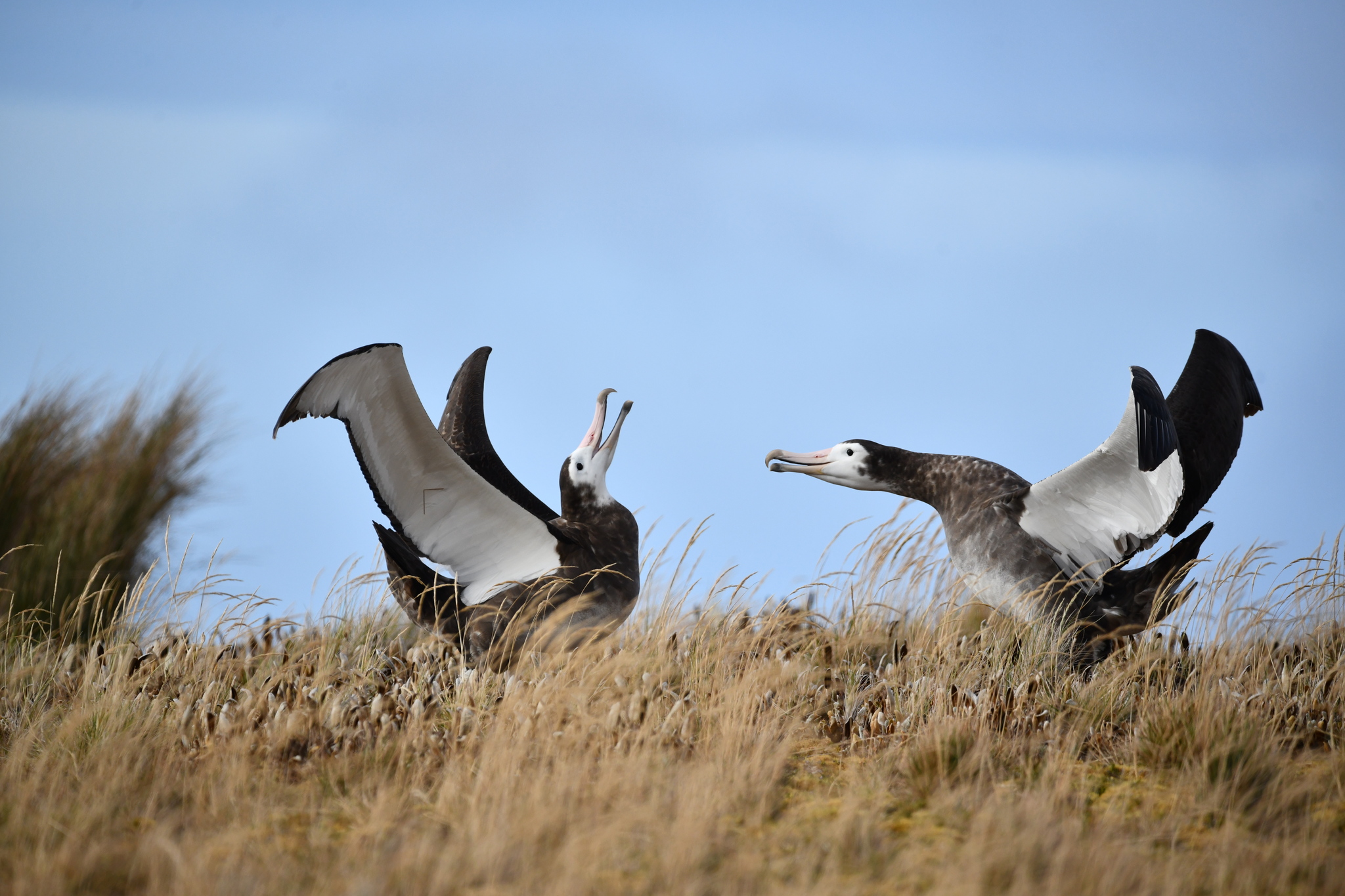 Amsterdam Albatross (Diomedea amsterdamensis), photo 1