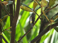 Setophaga coronata auduboni