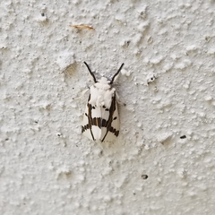 Euerythra phasma