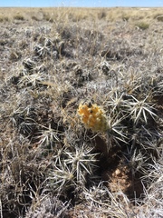 Grusonia clavata