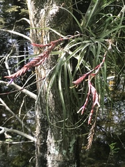 Tillandsia × smalliana