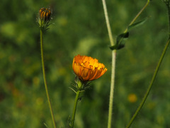 Picris amalecitana