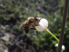 Caulanthus amplexicaulis barbarae