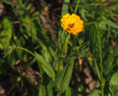 Picris amalecitana