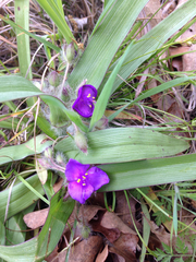 Tradescantia tharpii