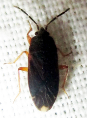 Lanchnophorus flavus