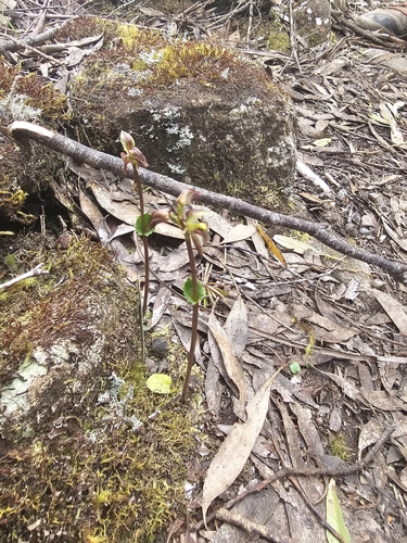 Image of Townsonia viridis by no rights reserved