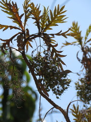 Bocconia arborea