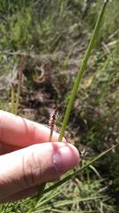 Eleocharis macrostachya