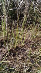 Eleocharis macrostachya