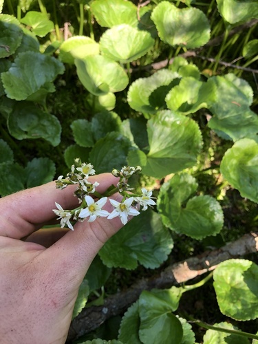 Deercabbage (Nephrophyllidium crista-galli)