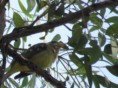 Piranga ludoviciana
