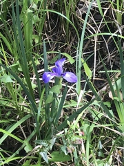 Iris savannarum