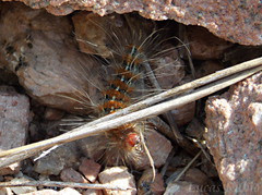Paracles deserticola
