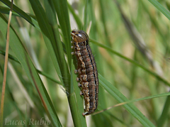 Mythimna adultera